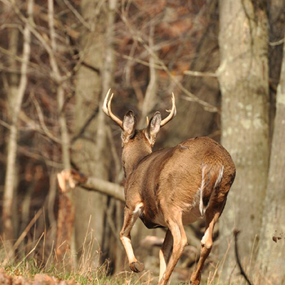 hunting regulations