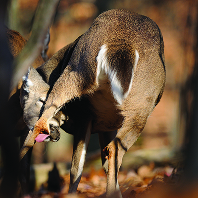 deer glands