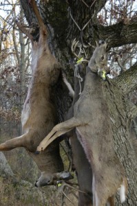 Deer Processing Horror Stories butcher a deer