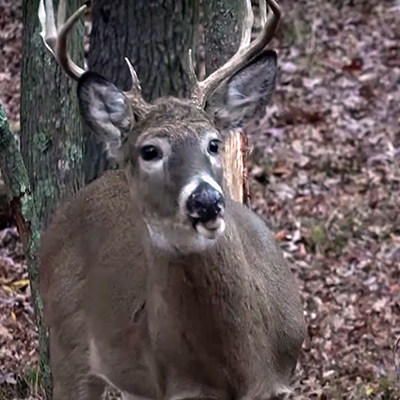 deer hunting myths
