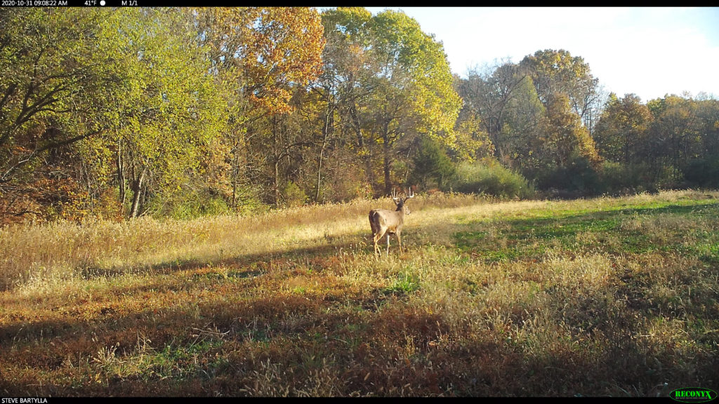 deer movement weather