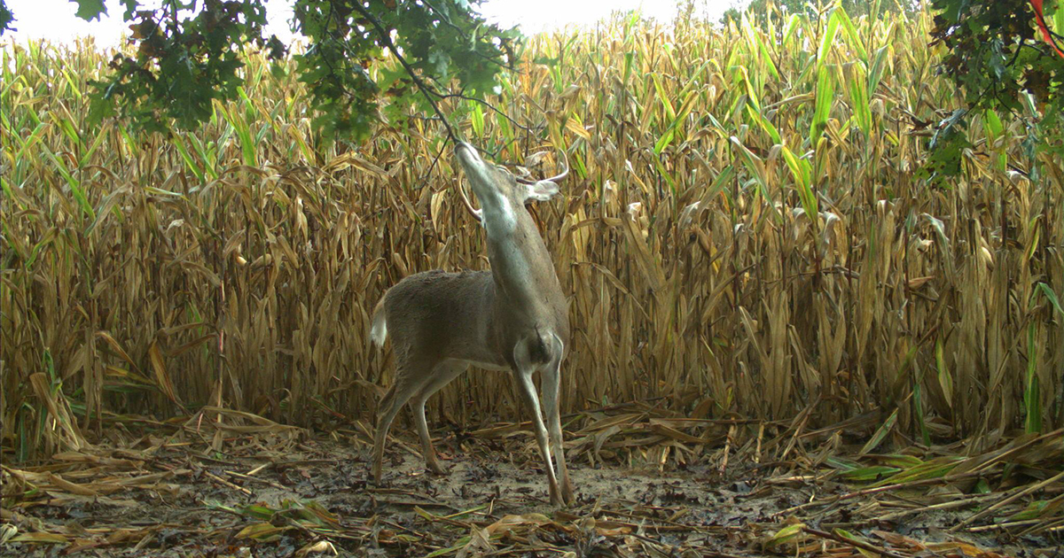 deer protection program