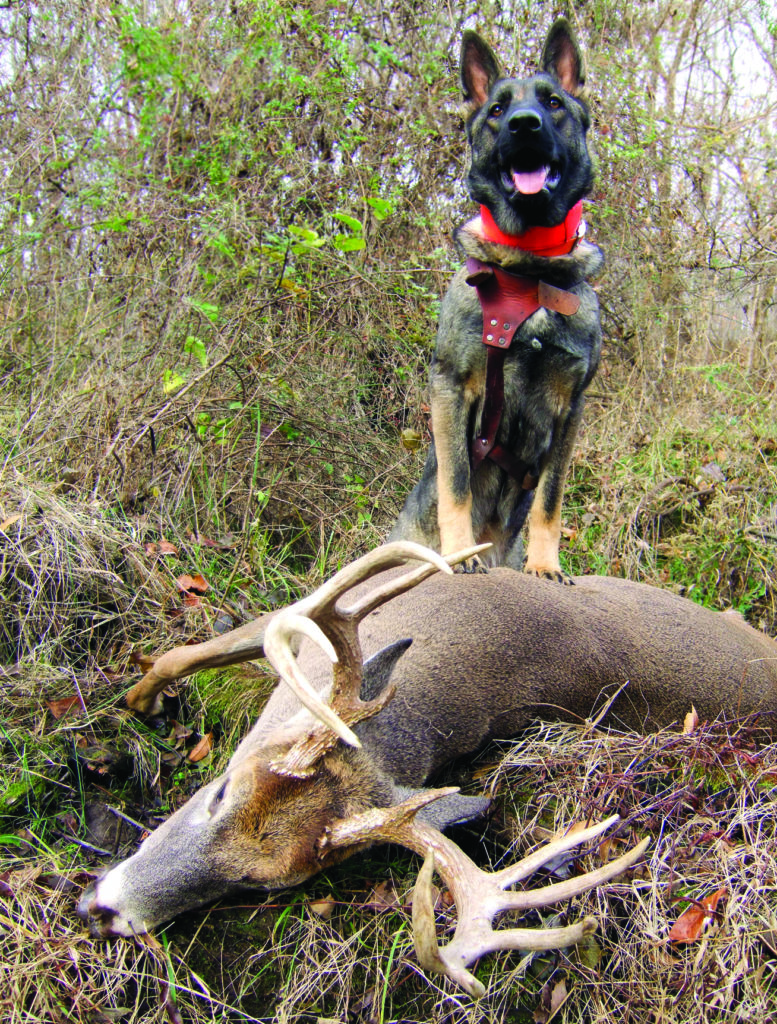 Deer Tracking With Dogs