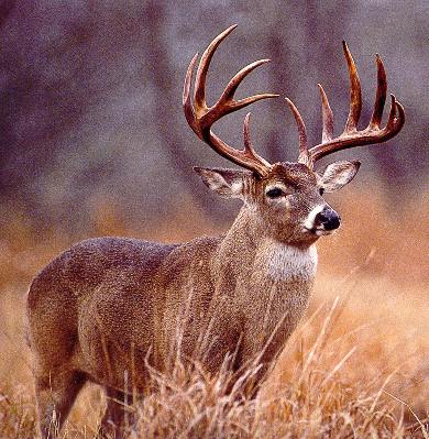 deer1