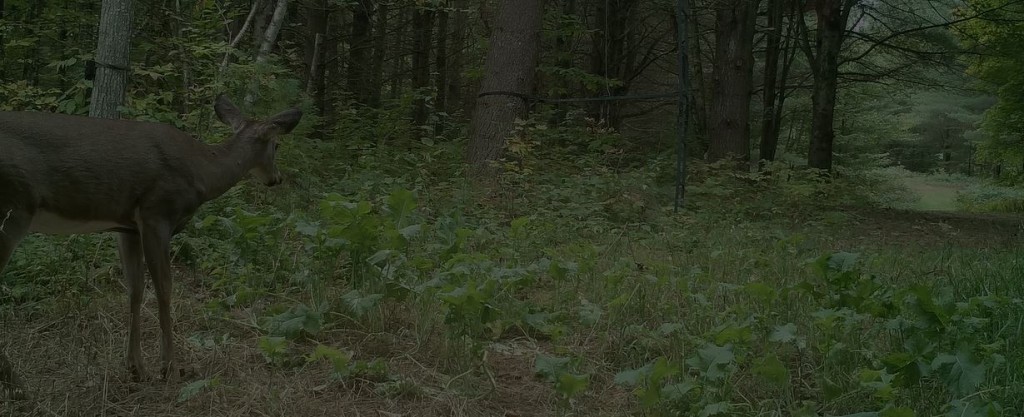 Doe right below my tree stand.