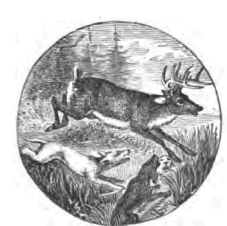 Dog-Deer Hunting Dog-Deer Hunting