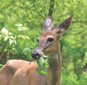 deerfood