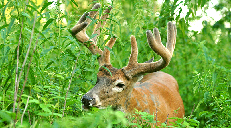 deer nutrition
