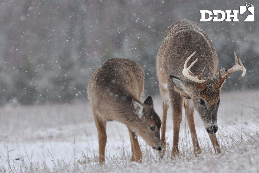 deer nutrition
