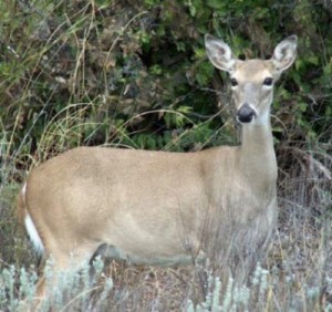 whitetail deer management
