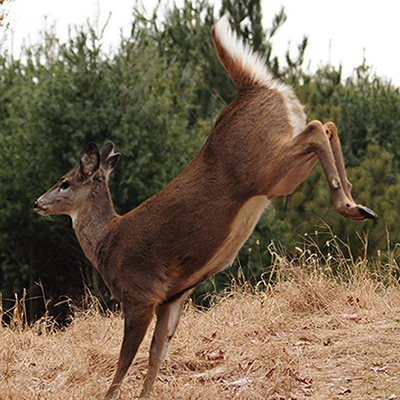 doe factories