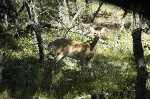 The early season in Wyoming means lots of deer sightings. Lots and lots of deer sightings!