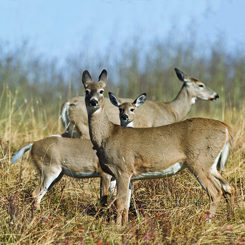 doe harvest