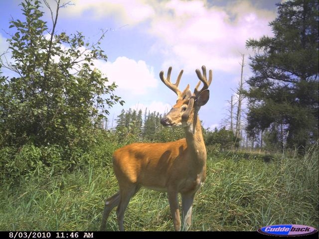Buck with drop tine