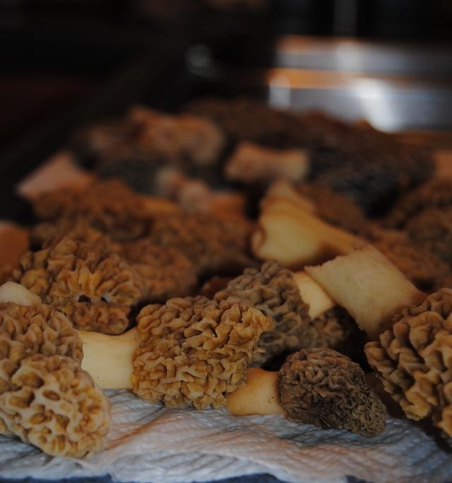 best morel mushrooms wild morel mushrooms fresh morel mushrooms