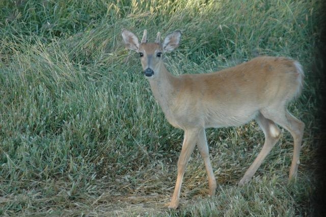 Deer & Deer Hunting Editor photographed this spike buck from 3 yards away as it passed his blind.