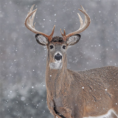 late-season bowhunting