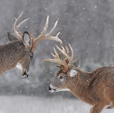 late-season southern buck