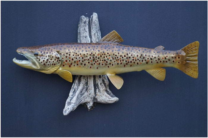 Caring for Taxidermy