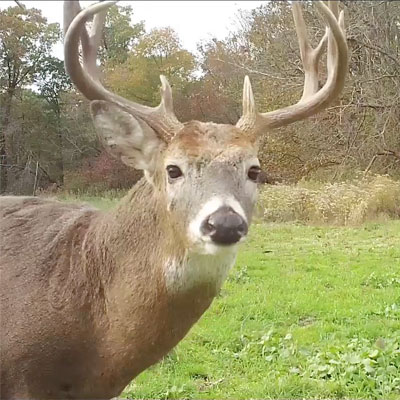 Deer checking out food plot alternatives