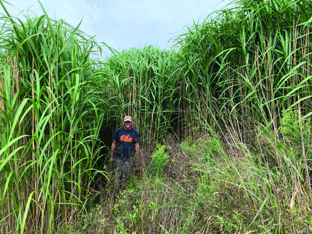 giant miscanthus