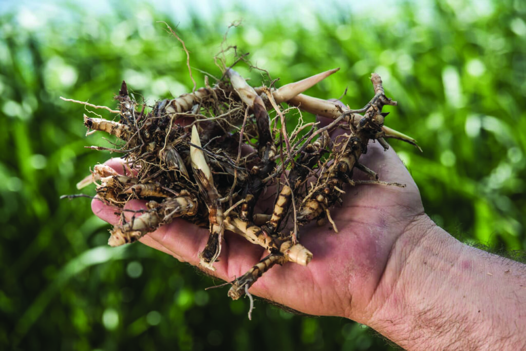 giant miscanthus