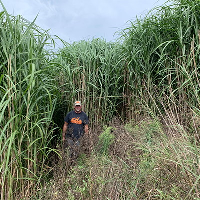 Giant Miscanthus