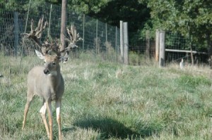 Deer breeders throughout the country will keep an eye on a lawsuit in Texas against the state's wildlife agency about who owns deer.