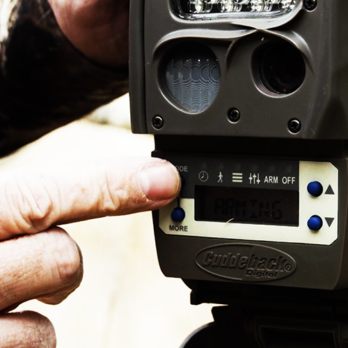 how to classify whitetailed deer on trail cameras