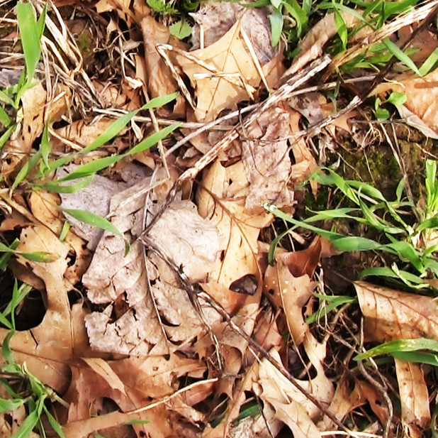 how to create the best food plot for deer part 3