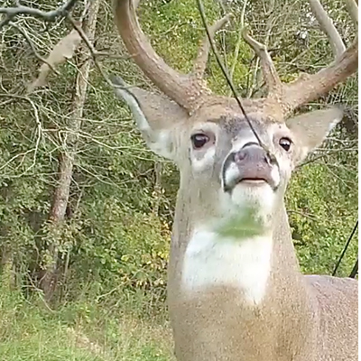 how to make a mock scrape for whitetail deer