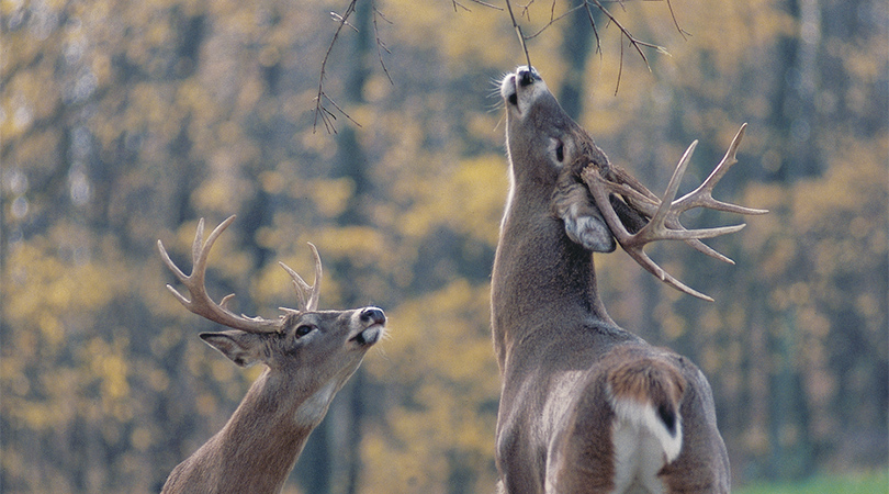 When You'll See the Most Deer