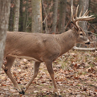 hunting public land