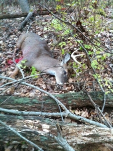 8-point buck