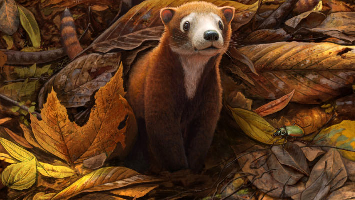 Militocodon lydae