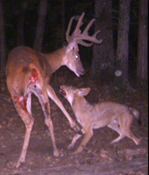Incredible Whitetail Deer Pictures Incredible Whitetail Deer Pictures