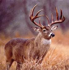 whitetail deer hunting