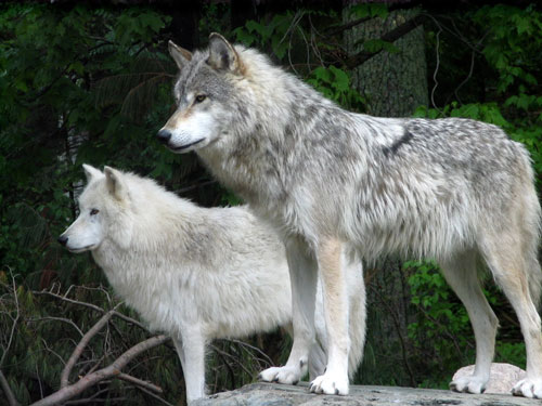 wolf hunting