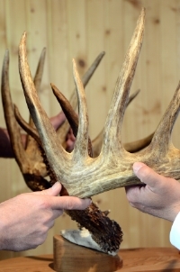 Johnny King Buck - Photo of the possible world record whitetail buck