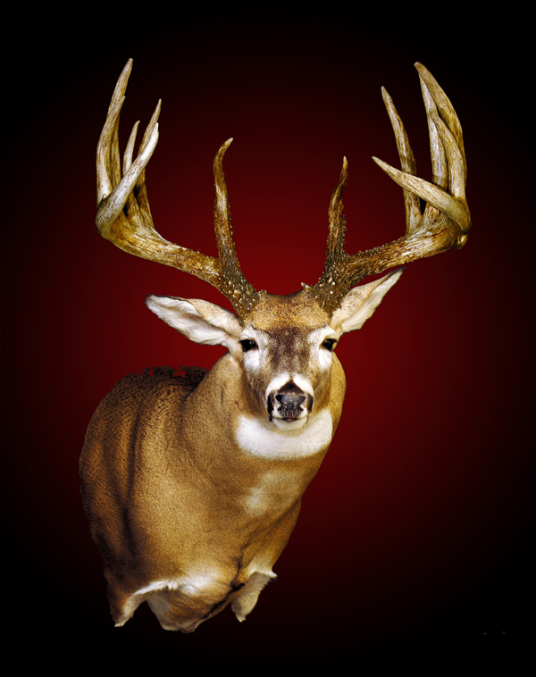World Record Buck