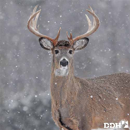 late-season bowhunting tactics