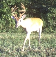 Triple-beamed buck 1.