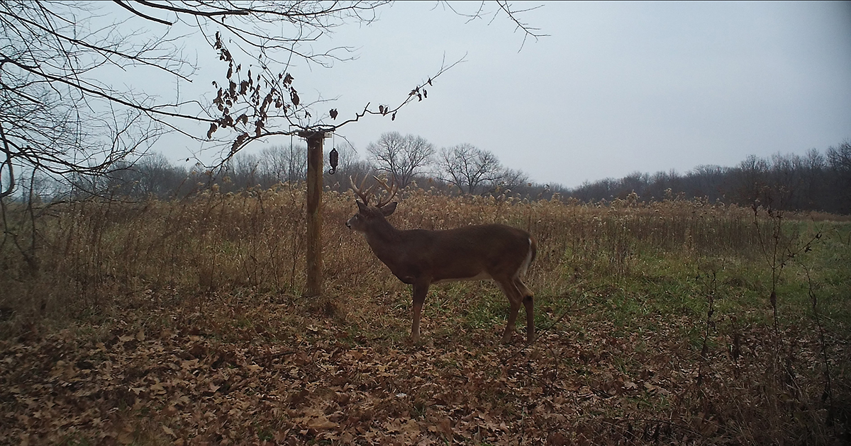master whitetail phases understanding mature bucks