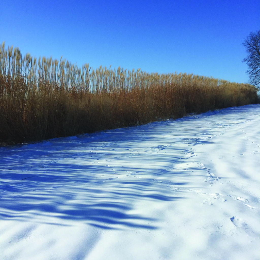 giant miscanthus