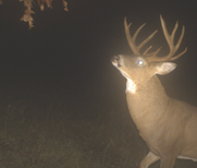 Maximize Your Success During the Rut to Kill Big Bucks