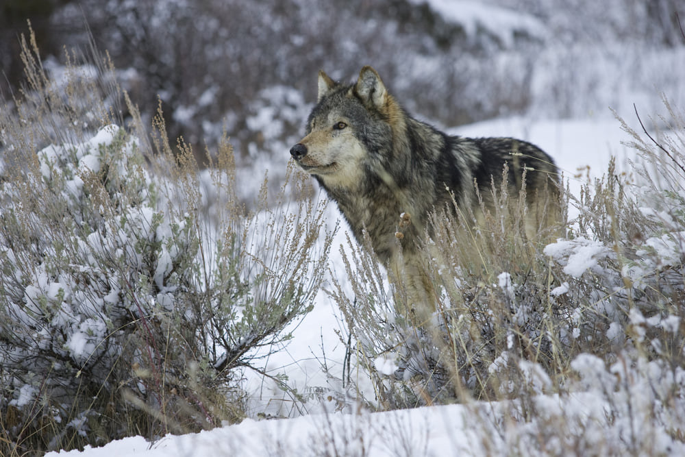 montana wolf hunting