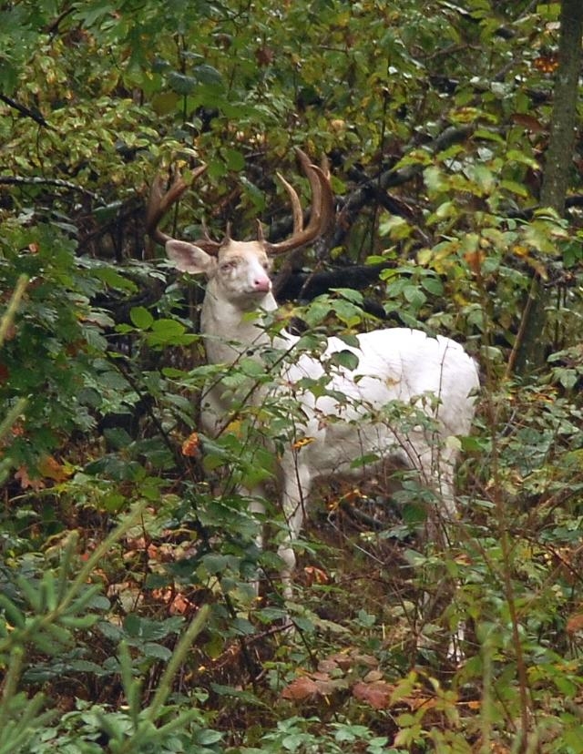 albino buck