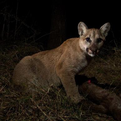 According to the National Park Service, about 15 mountain lions live within the Malibu Creek State Park that is surrounded by water and roads. (Photo: NPS)