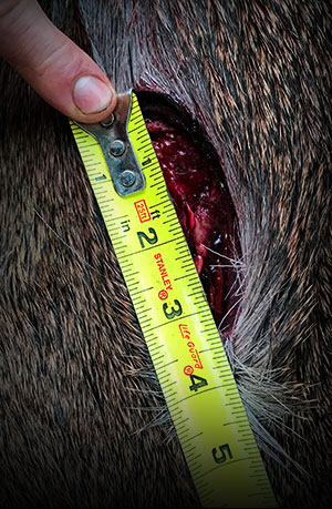 Review: SEVR Broadheads
