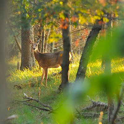 public land hunting